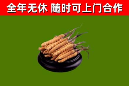 色达县回收散虫草
